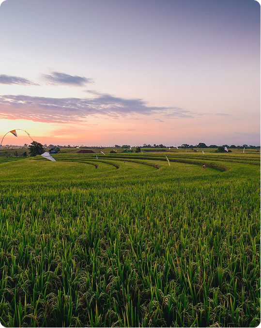 Rice fields in Pakistan at sunset